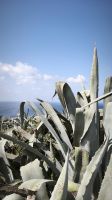Gozo 