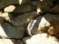 Gecko &ndash; &copy; Maja Wilke (Eberhardt TRAVEL)