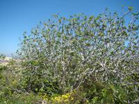 Feigenbaum Malta &ndash; &copy; Maja Wilke (Eberhardt TRAVEL)