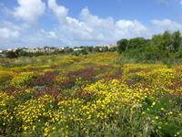 Gozo &ndash; &copy; Ralf Kuchenbecker (Eberhardt TRAVEL)