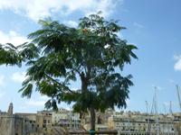 Mimose &ndash; &copy; Angelika Werner (Eberhardt TRAVEL)