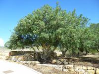 Johannisbrotbaum &ndash; &copy; Angelika Werner (Eberhardt TRAVEL)
