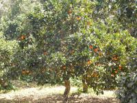 Buskett Gardens &ndash; &copy; Katrin Deutschbein (Eberhardt TRAVEL)