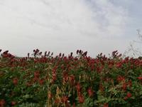 Kronenklee auf Gozo &ndash; &copy; Ingrid Langer (Eberhardt TRAVEL)