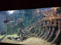 88_Malta Aquarium