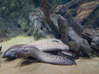 89_Malta Aquarium &ndash; &copy; Jörg Nesse (Eberhardt TRAVEL)