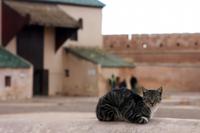 Meknès &ndash; &copy; Astrid Kunath (Eberhardt TRAVEL)