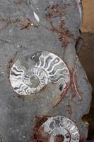 Fossilienwerkstatt &ndash; &copy; Astrid Kunath (Eberhardt TRAVEL)