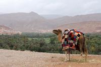 Oase &ndash; &copy; Astrid Kunath (Eberhardt TRAVEL)