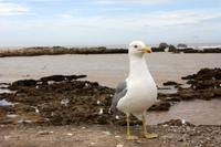 Essaouira &ndash; &copy; Astrid Kunath (Eberhardt TRAVEL)