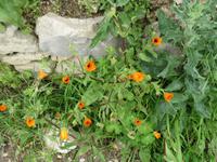 053_Blumenpracht &ndash; &copy; Rica Schubert (Eberhardt TRAVEL)
