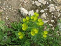 056_Blümchen &ndash; &copy; Rica Schubert (Eberhardt TRAVEL)
