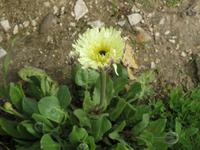 057_Blume &ndash; &copy; Rica Schubert (Eberhardt TRAVEL)