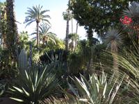218_im Jardin Majorelle &ndash; &copy; Rica Schubert (Eberhardt TRAVEL)