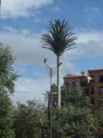246_Handypalme &ndash; &copy; Rica Schubert (Eberhardt TRAVEL)
