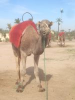 Palmeraie Marrakesch Kamel (3) &ndash; &copy; Isabell Wohlrab (Eberhardt TRAVEL)