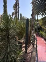 Jardin Majorelle  &ndash; &copy; Sabine Reckord (Eberhardt TRAVEL)