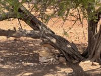 Arganbaum  &ndash; &copy; Sabine Reckord (Eberhardt TRAVEL)