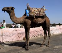 Dromedar  &ndash; &copy; Sabine Reckord (Eberhardt TRAVEL)