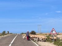 7.4. Schafe vor dem Bus.jpeg &ndash; &copy; Kora Buggel (Eberhardt TRAVEL)