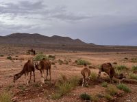 12.4. ein Fotostopp muss sein.jpeg &ndash; &copy; Kora Buggel (Eberhardt TRAVEL)