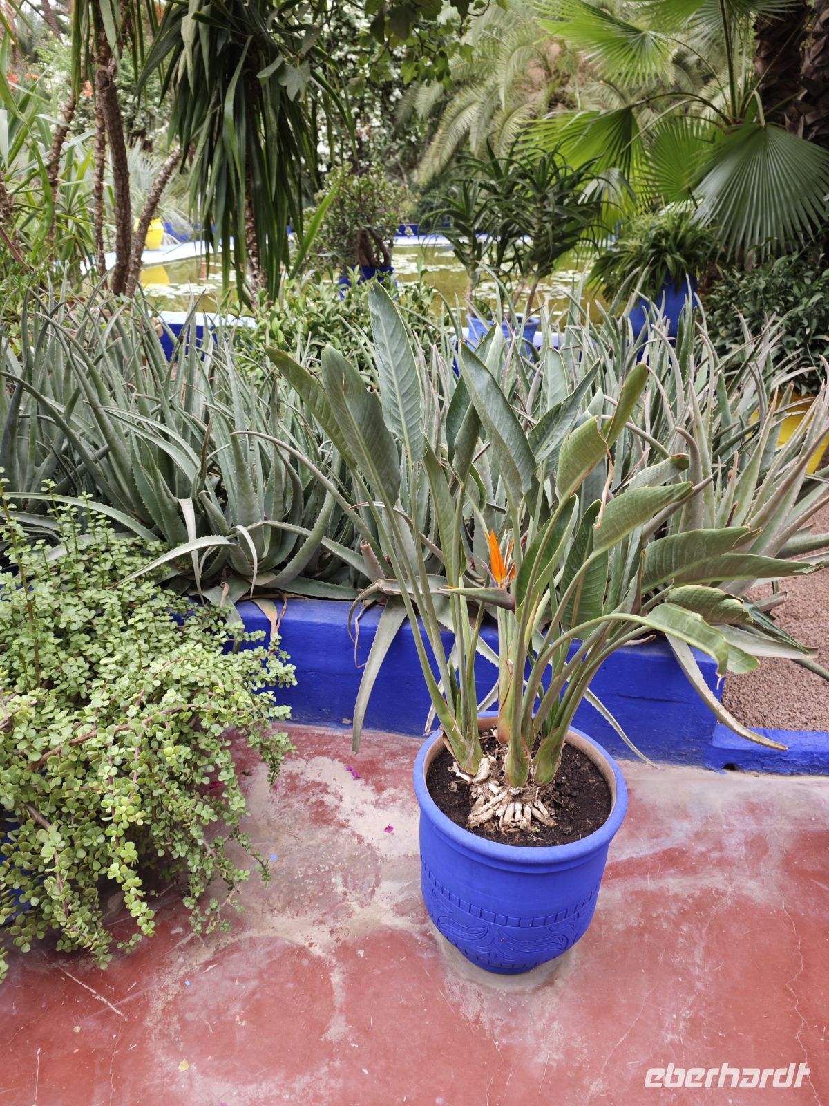 Jardin Majorelle Marrakesch &ndash; &copy; Philip Seidel (Eberhardt TRAVEL)