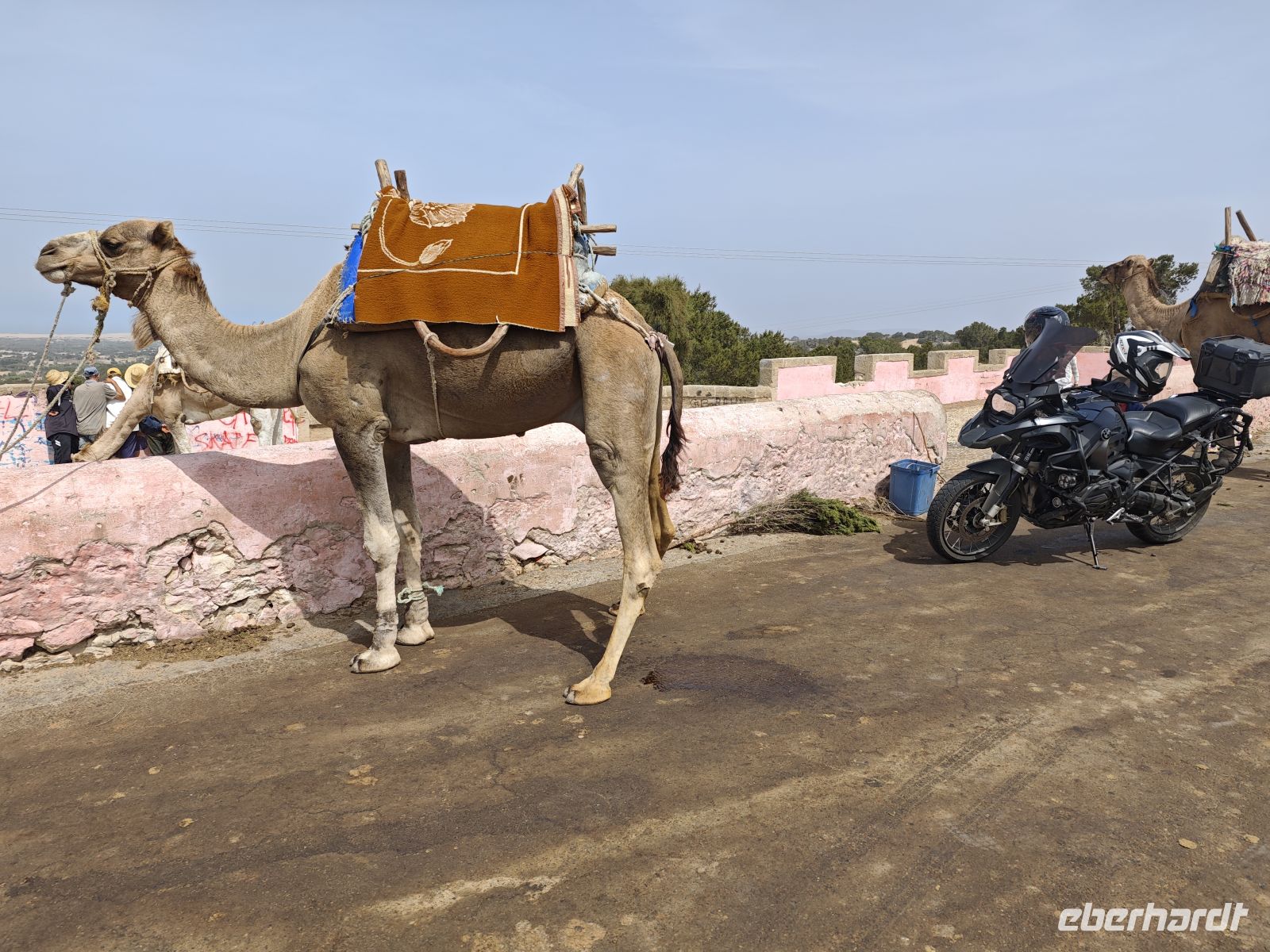 Dromedar &ndash; &copy; Philip Seidel (Eberhardt TRAVEL)