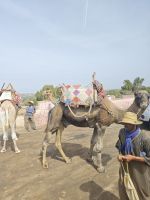 Dromedar &ndash; &copy; Philip Seidel (Eberhardt TRAVEL)