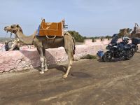 Dromedar &ndash; &copy; Philip Seidel (Eberhardt TRAVEL)