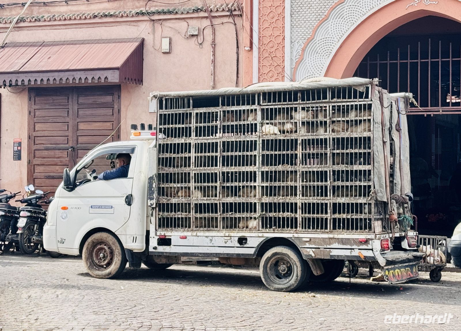 2. Tag - Geflügeltransport, Marrakesch  &ndash; &copy; Christin Kuschka (Eberhardt TRAVEL)