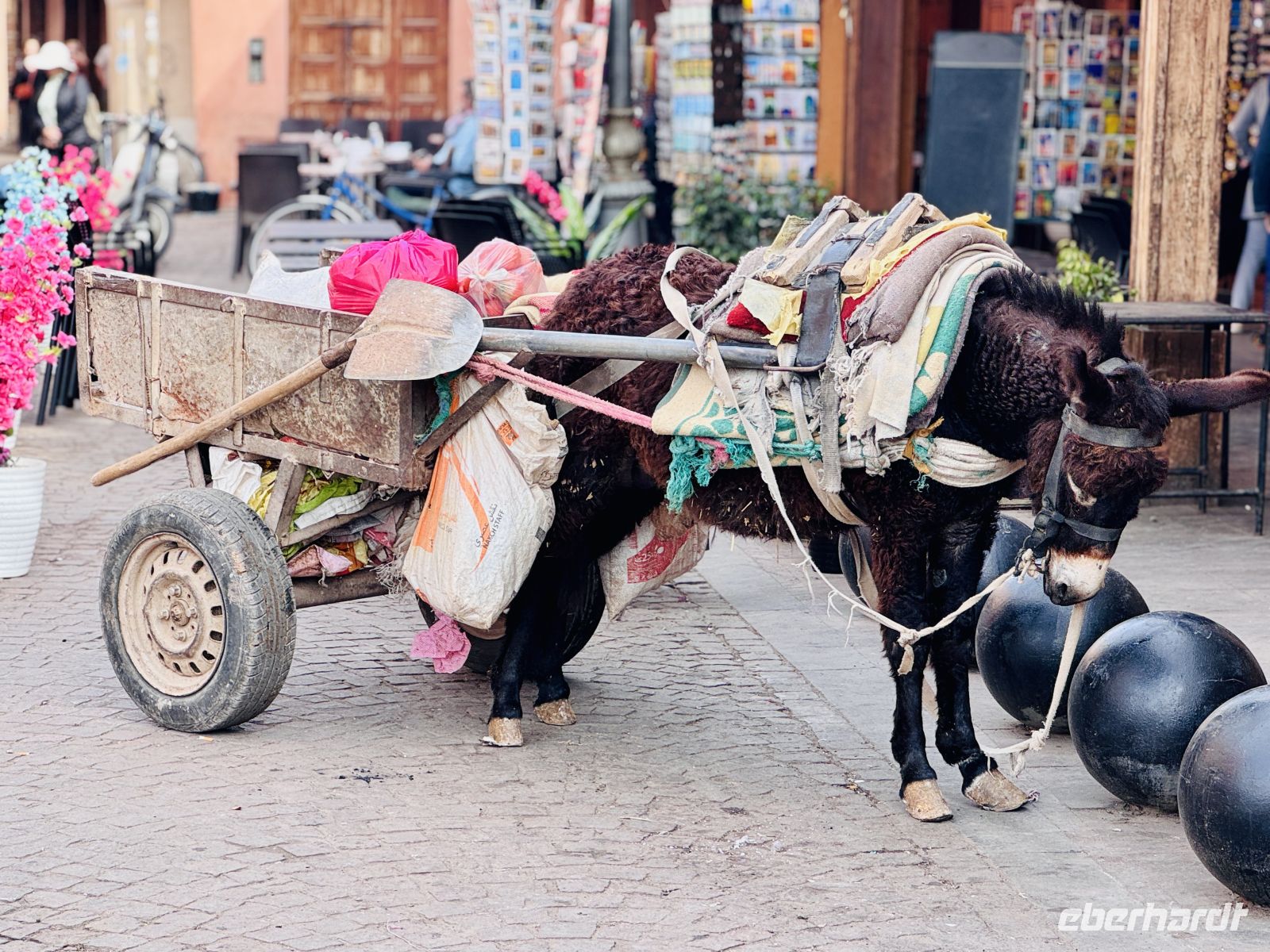 2. Tag - Packesel, Marrakesch  &ndash; &copy; Christin Kuschka (Eberhardt TRAVEL)