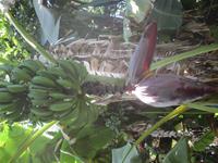 Bananenbaum &ndash; &copy; Janine Wolf (Eberhardt TRAVEL)