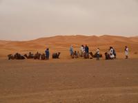 unsere Dromedare &ndash; &copy; Juliane Voigt (Eberhardt TRAVEL)