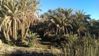 Zurück nach Marrakesch &ndash; &copy; Juliane Voigt (Eberhardt TRAVEL)