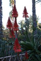 Jardin Majorelle Marrakesch