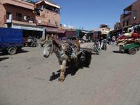 Marrakesch &ndash; &copy; Sabine Letzybyll (Eberhardt TRAVEL)