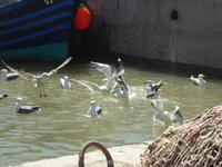 Essaouira &ndash; &copy; Sabine Letzybyll (Eberhardt TRAVEL)