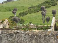 Störche - Chellah &ndash; &copy; Sabine Letzybyll (Eberhardt TRAVEL)