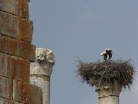 Voloubilis &ndash; &copy; Sabine Letzybyll (Eberhardt TRAVEL)