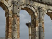 Voloubilis - Basilika &ndash; &copy; Sabine Letzybyll (Eberhardt TRAVEL)
