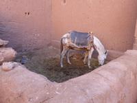 Ksar Ait Ben Haddou &ndash; &copy; Sabine Letzybyll (Eberhardt TRAVEL)