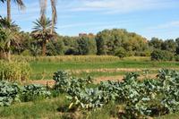 Oasenspaziergang3 &ndash; &copy; Gina Egenolf (Eberhardt TRAVEL)