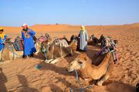 Dromedare warten &ndash; &copy; Gina Egenolf (Eberhardt TRAVEL)