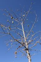 062 Baum in Monte Alban &ndash; &copy; Kerstin Heintzel (Eberhardt TRAVEL)
