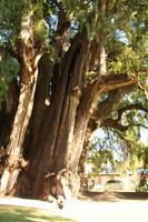 087 ein Baumriese in Santa Maria del Tule &ndash; &copy; Kerstin Heintzel (Eberhardt TRAVEL)