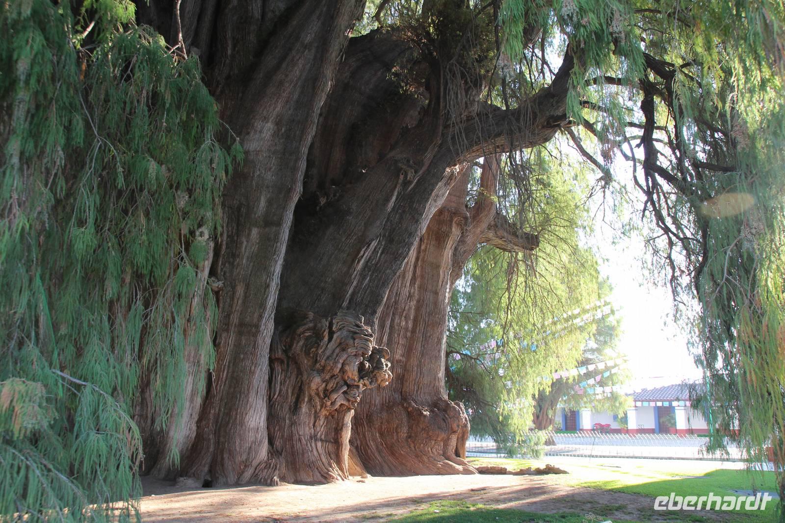 Baumriese – Santa María del Tule &ndash; &copy; Martin Jentzsch (Eberhardt TRAVEL)