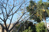 Cuernavaca &ndash; &copy; Martin Jentzsch (Eberhardt TRAVEL)