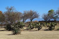 Monte Alban – Oaxaca &ndash; &copy; Martin Jentzsch (Eberhardt TRAVEL)