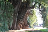 Baumriese – Santa María del Tule &ndash; &copy; Martin Jentzsch (Eberhardt TRAVEL)