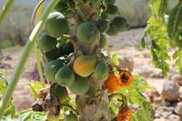 Papaya &ndash; &copy; Martin Jentzsch (Eberhardt TRAVEL)